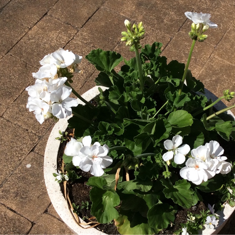 Pelargonium (Geranium)