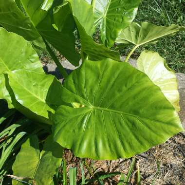 Elephant Ear (Colocasia)