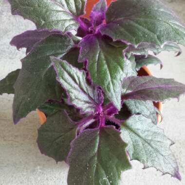 Purple Passion Plant