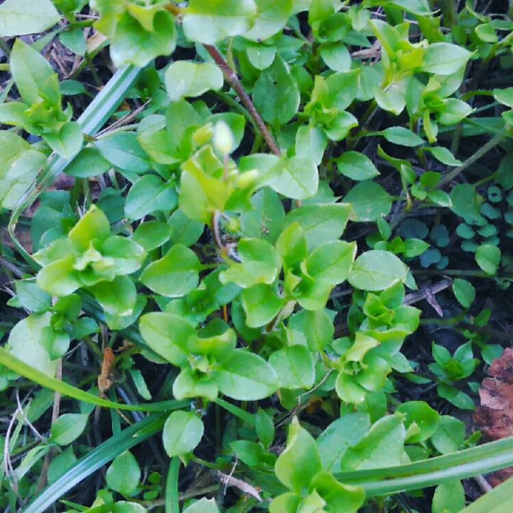 Plant image Cerastium Fontanum