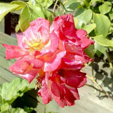 Rose (Shrub)