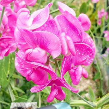 Perennial pea