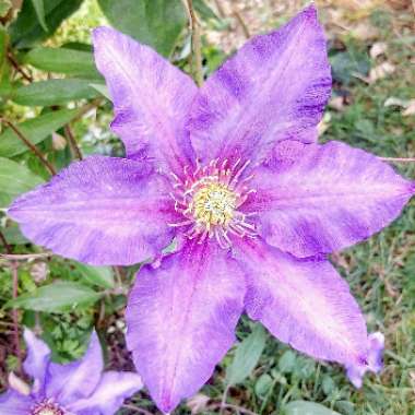 Clematis