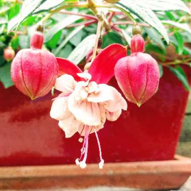 Fuchsia (Tender)