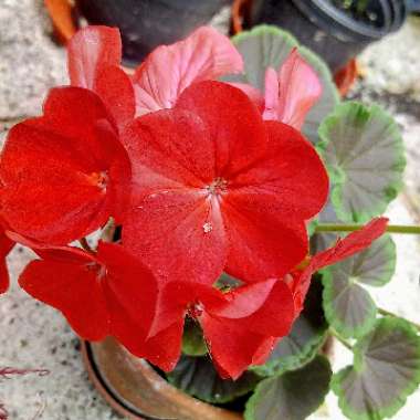 Cranesbill (Geranium)