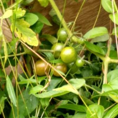 Solanum lycopersicum 'Black Cherry'