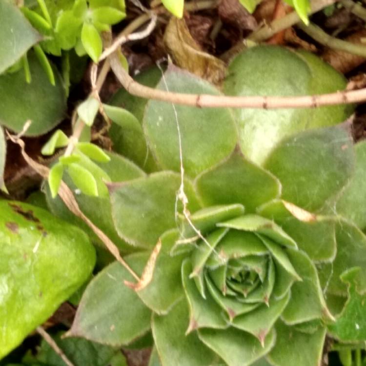 Plant image Jovibarba globifera subsp. hirta var. preissiana