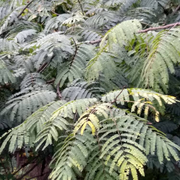 Plant image Albizia julibrissin