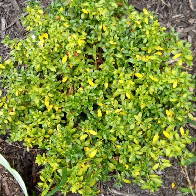 Plant image Ilex Crenata 'Soft Touch'