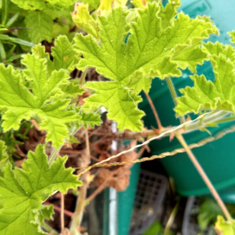 Plant image Pelargonium capitatum