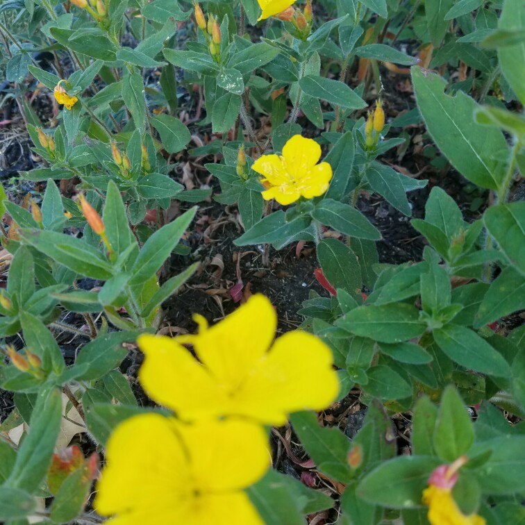 Plant image Oenothera Stricta Sulphurea