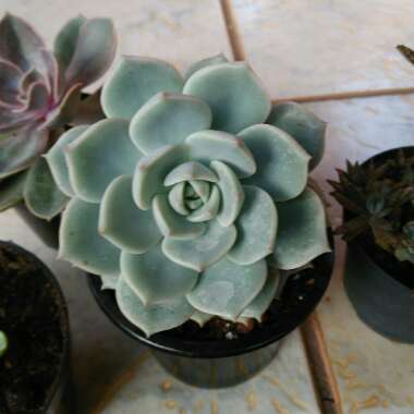 xGraptoveria Titubans