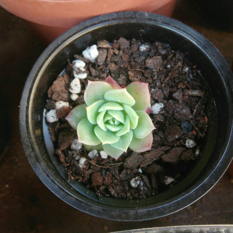 Plant image xGraptoveria Jadeíta