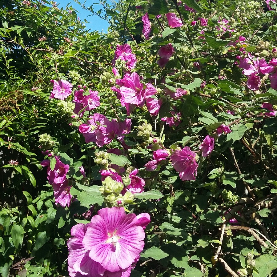 Tree Mallow 'Rosea'