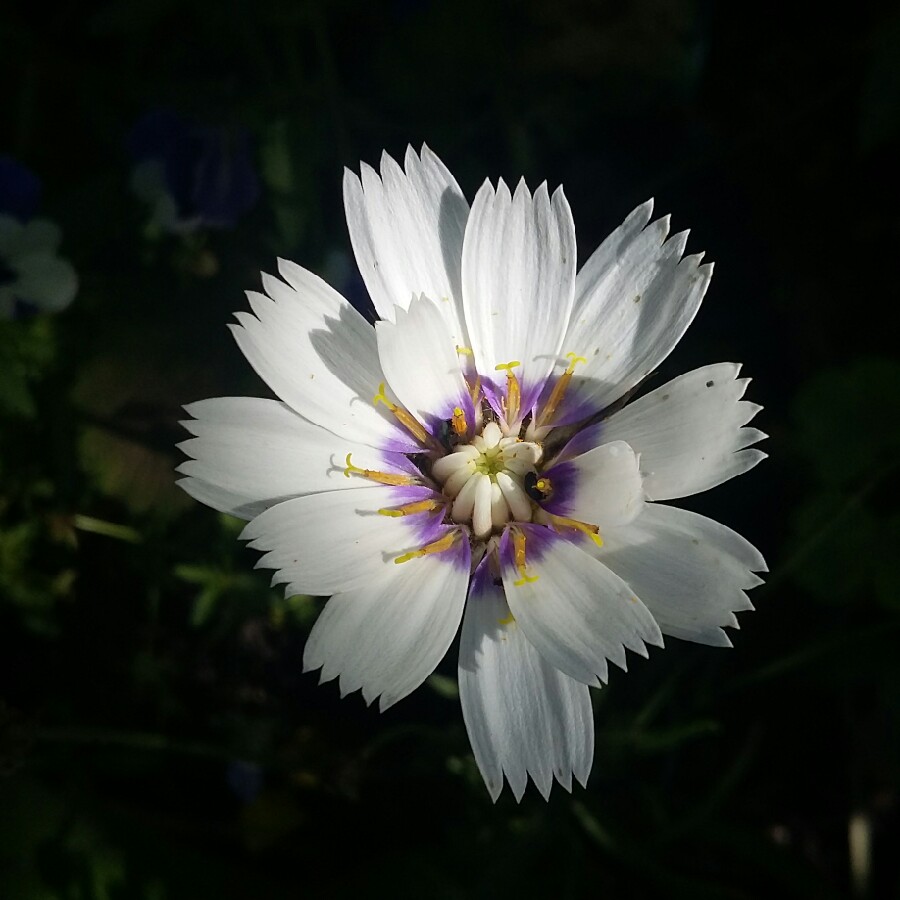 Plant image Catananche Caerulea Alba