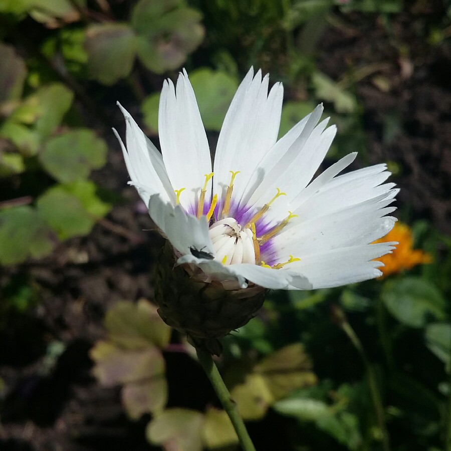 Cupid's Dart 'Alba'