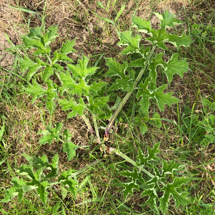 Plant image Heracleum sphondylium