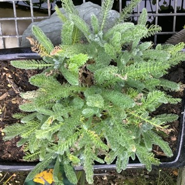 Wolly Yarrow 'Maynard's Gold'