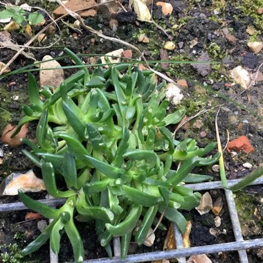 Ice plant 'Congestum'