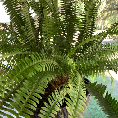 Boston Fern