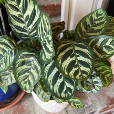 Albert's Prayer Plant