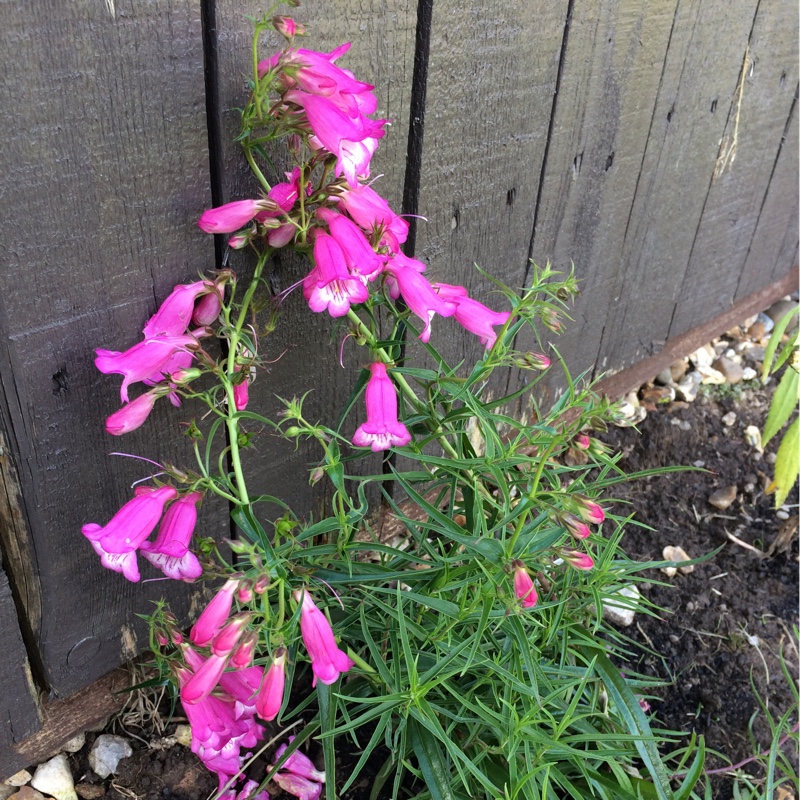 Plant image Penstemon 'Sunburst Ruby'