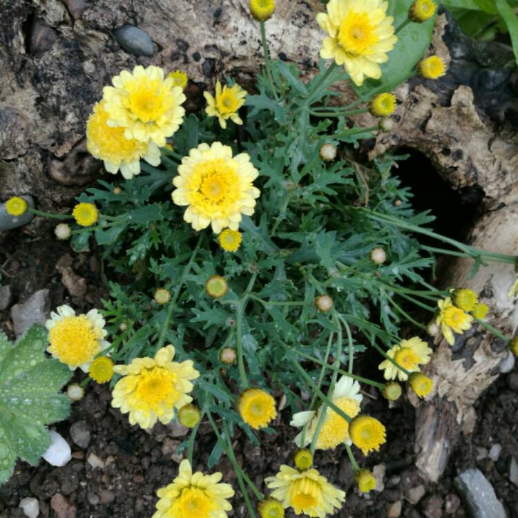 Plant image Cota tinctoria syn. Anthemis tinctoria