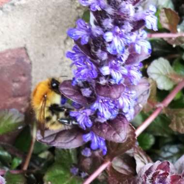 Ajuga reptans 'Braunherz'