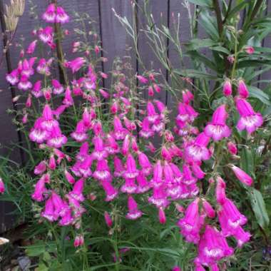 Beardtongue 'Sunburst Ruby'