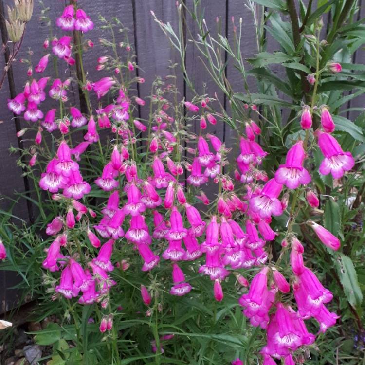 Plant image Penstemon 'Sunburst Ruby'