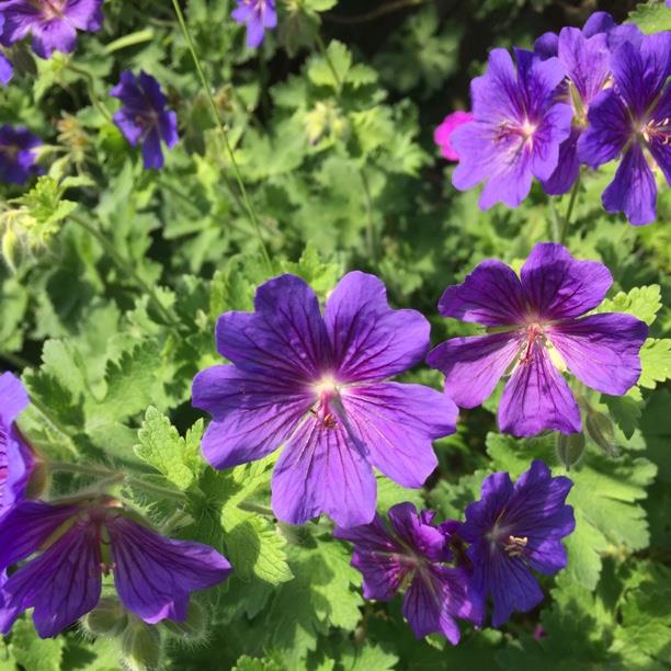 Plant image Geranium x magnificum syn. Geranium magnificum