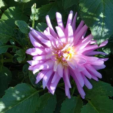 Dahlia 'Bill Ormond'