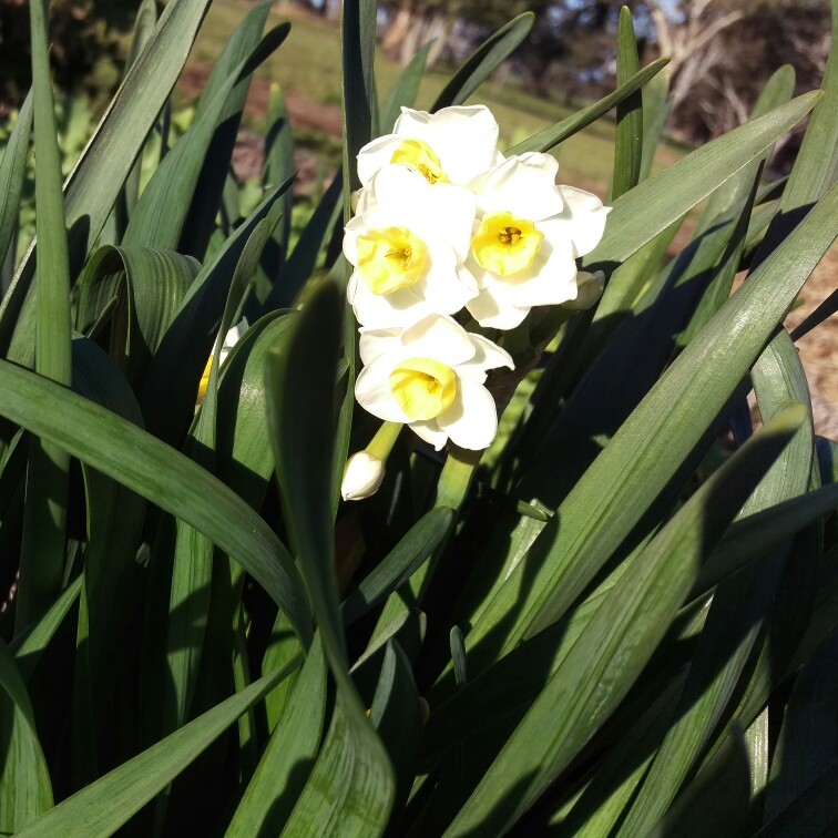 Plant image Narcissus