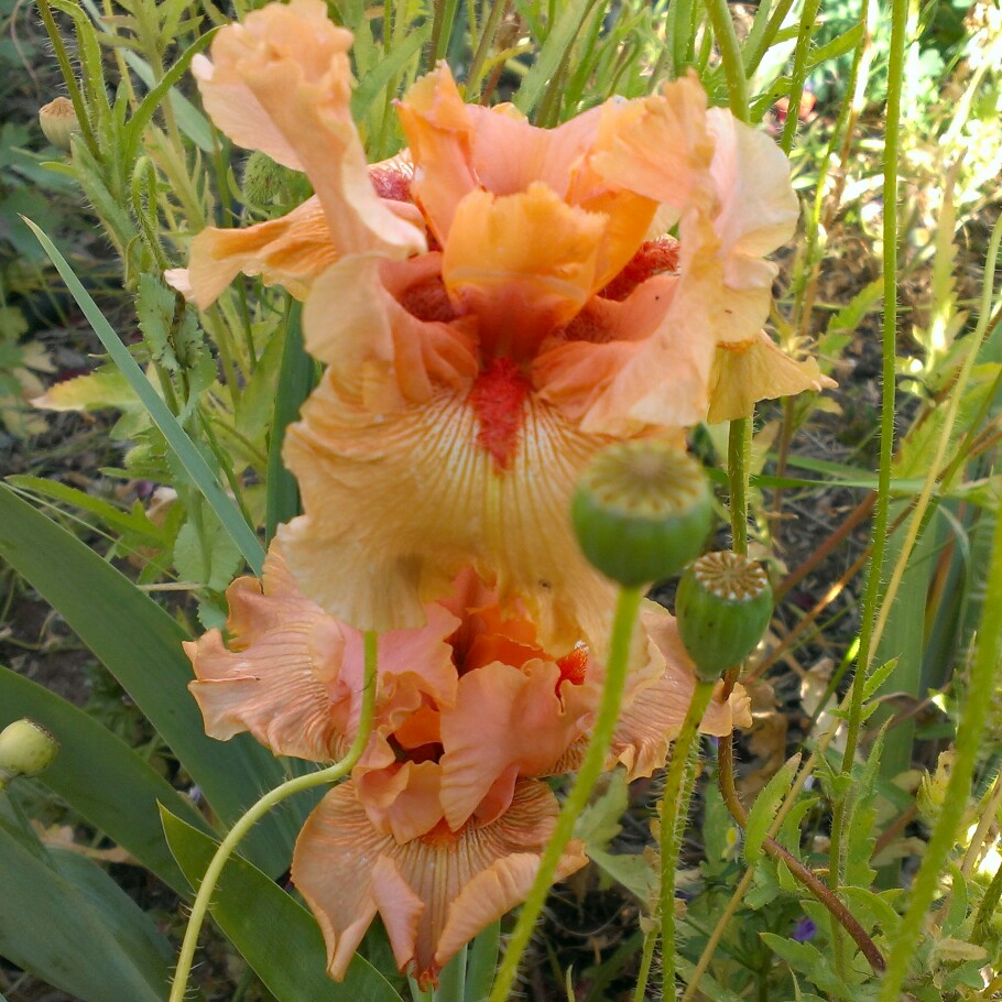 plant image 220286