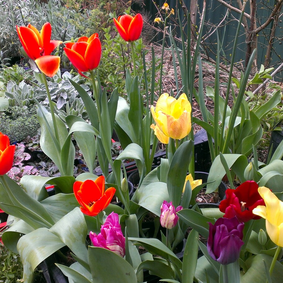 Tulipa