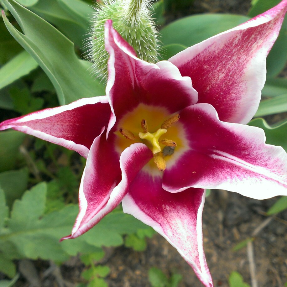 plant image 220298