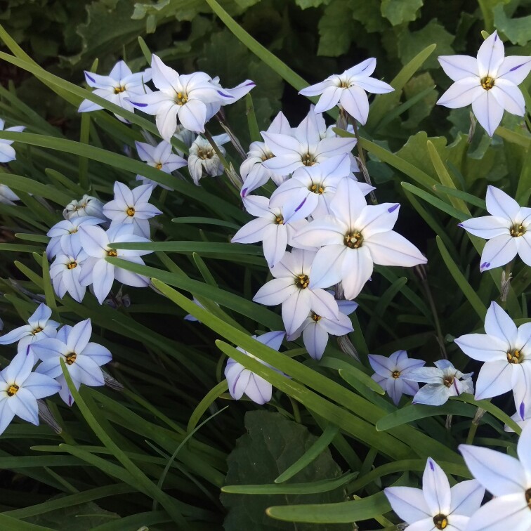 Ipheion