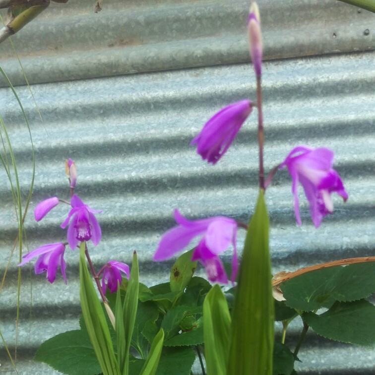 Bletilla striata