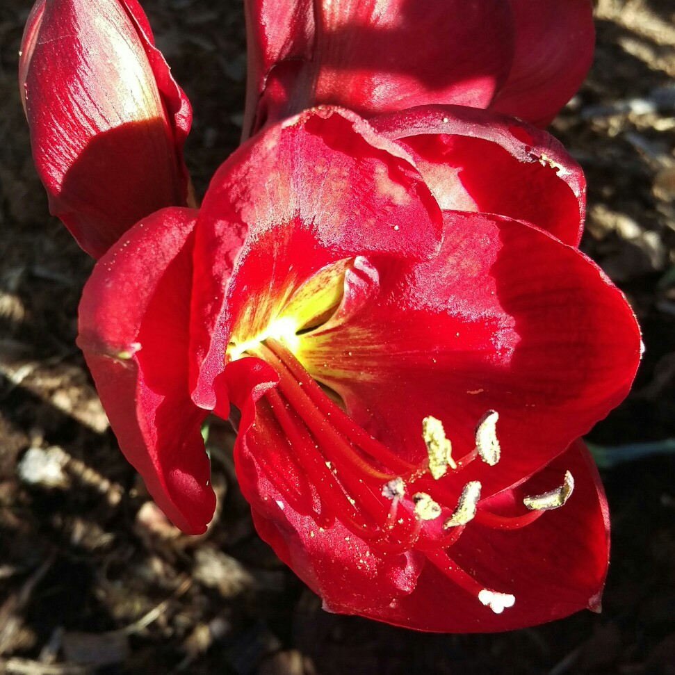 Hippeastrum