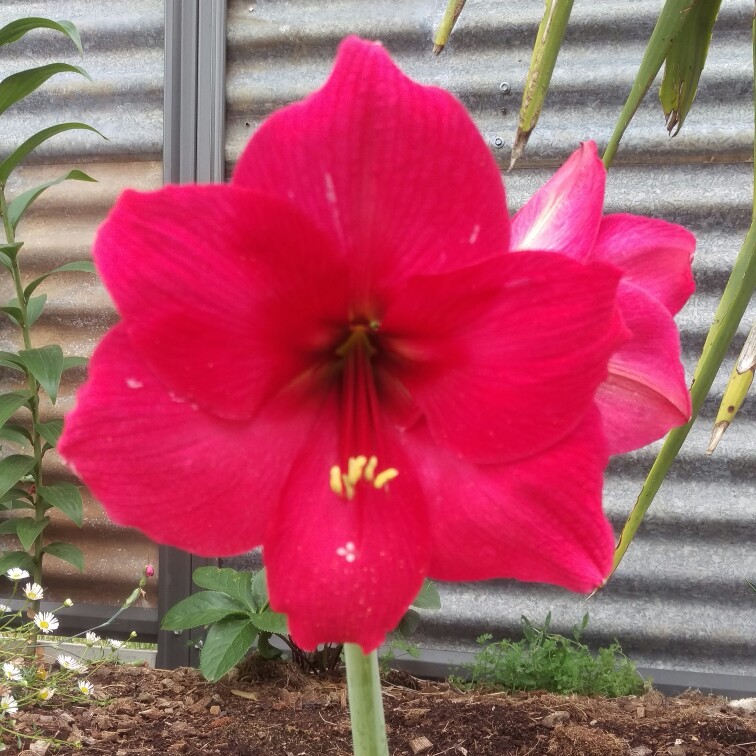 Hippeastrum 'Eternal Princess'