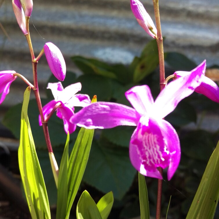 Bletilla striata