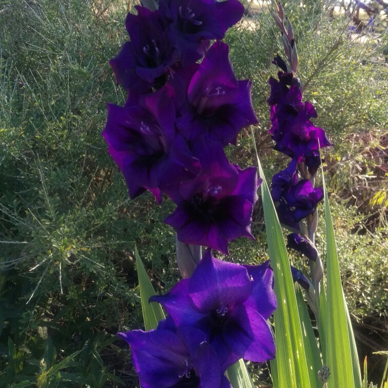 Gladiolus