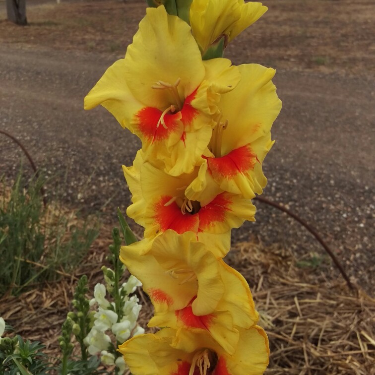 Gladiolus