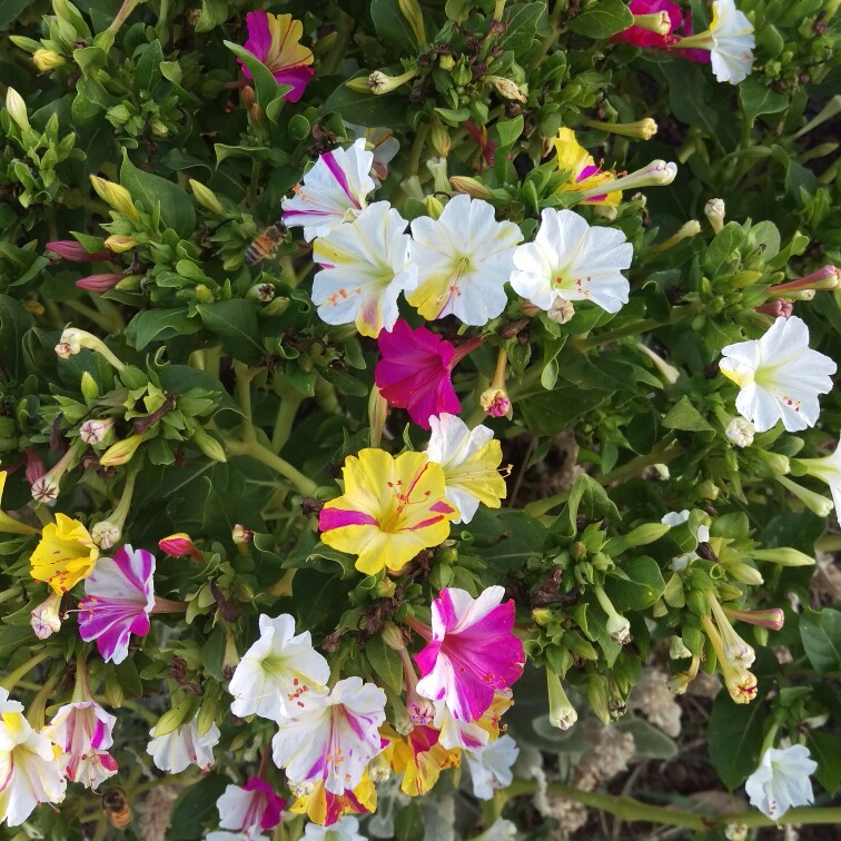 Mirabilis jalapa