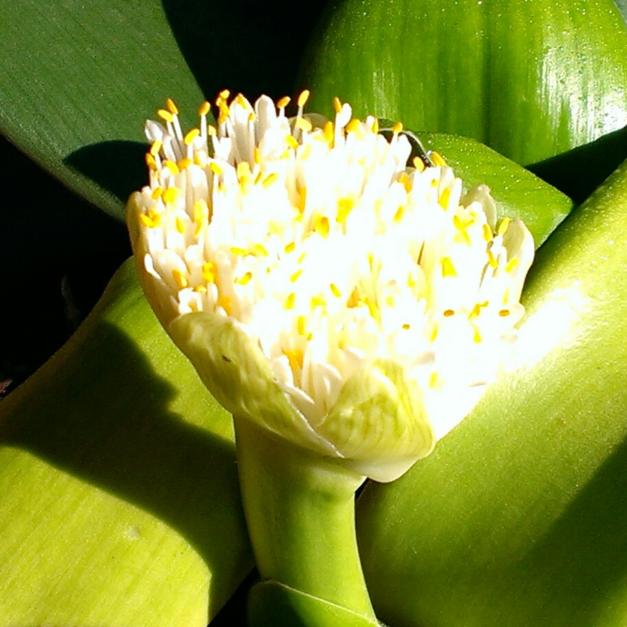 Plant image Haemanthus albiflos