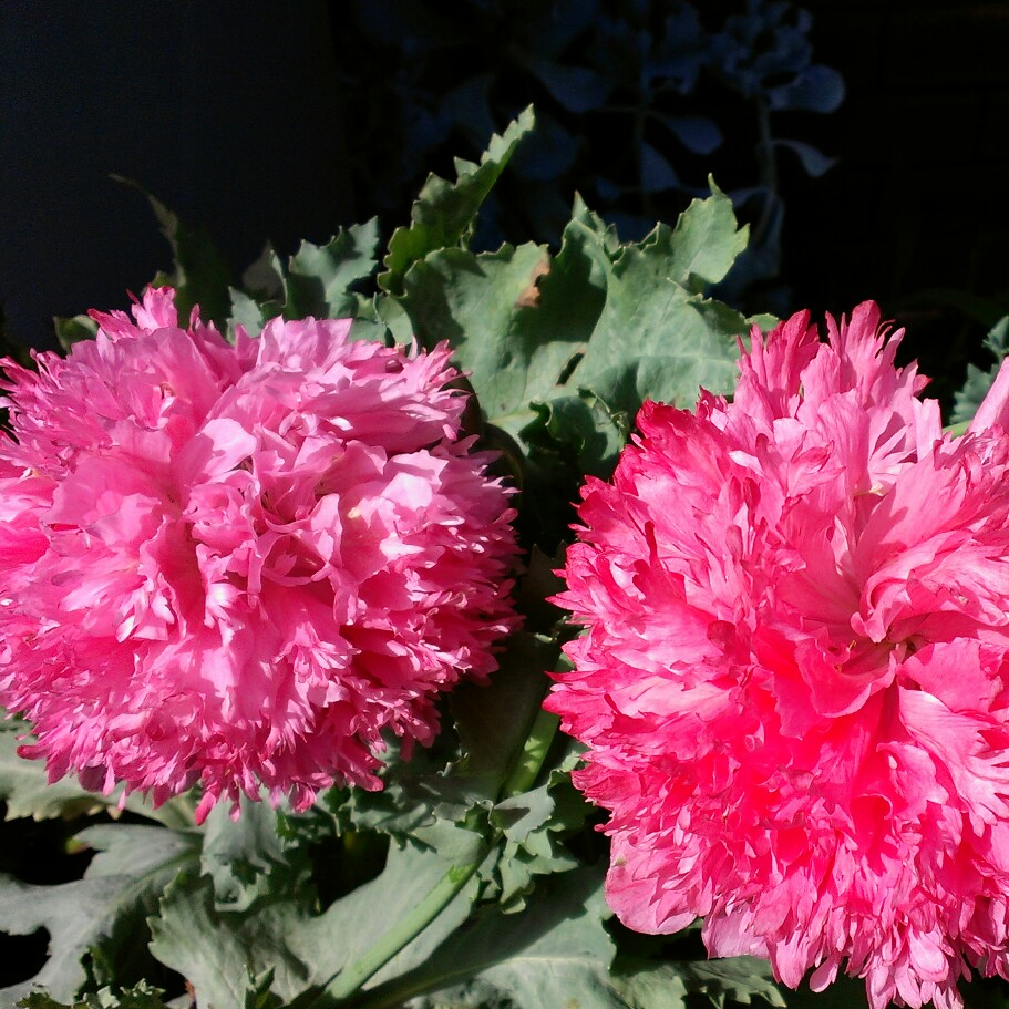 Papaver orientale 'Pink Ruffles'