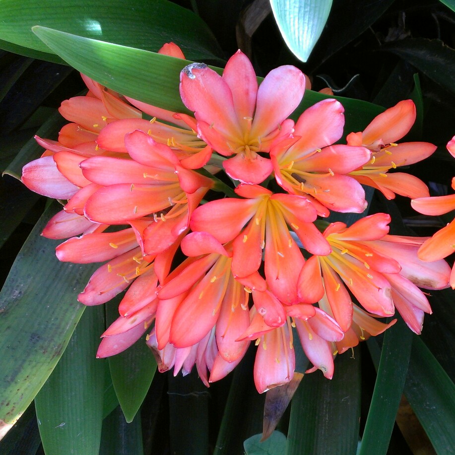 plant image 31746