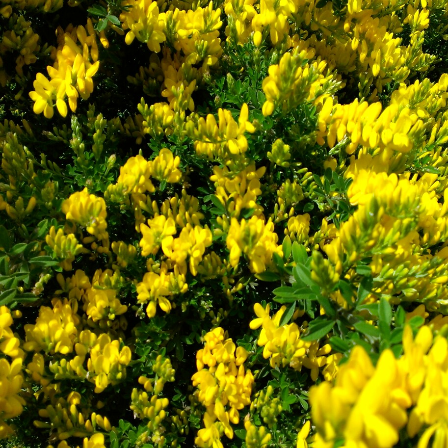 Plant image Genista maderensis