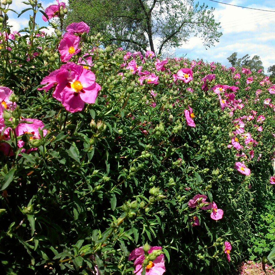 Cistus x purpureus 'Betty Taudevin'