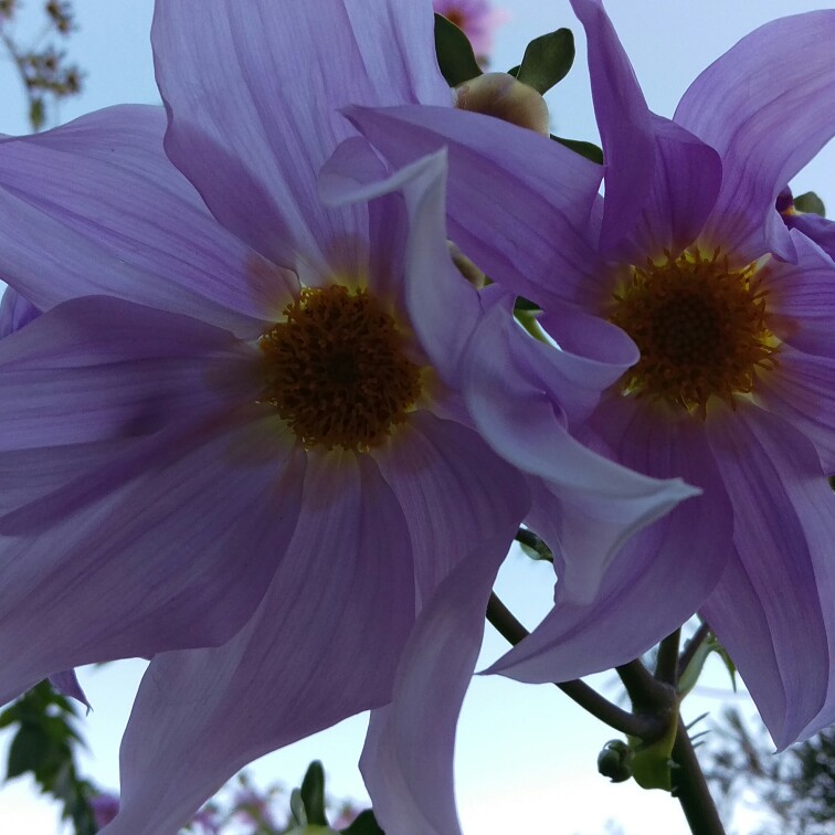 Dahlia imperialis